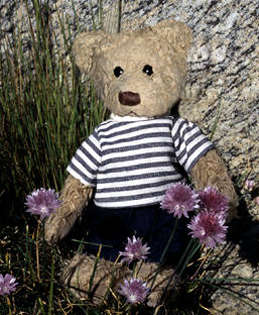 Teddy Bear in white and blue striped T-shirt, flowers in the fore ground