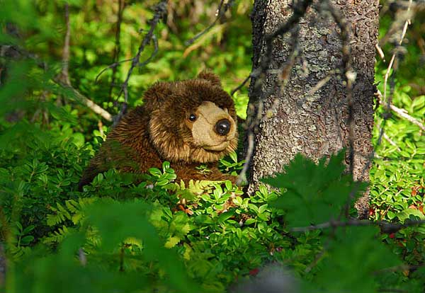 Grizzly bear in the wilderness