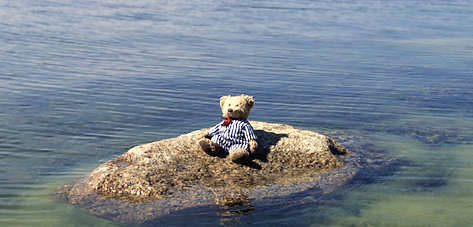 Teddy Bear swimming in the sea