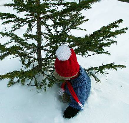 Christmas tree axed down and about to be pulled away