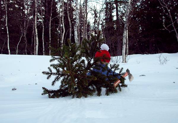 Teddy Bears in the forrest to cut there Christmas tree