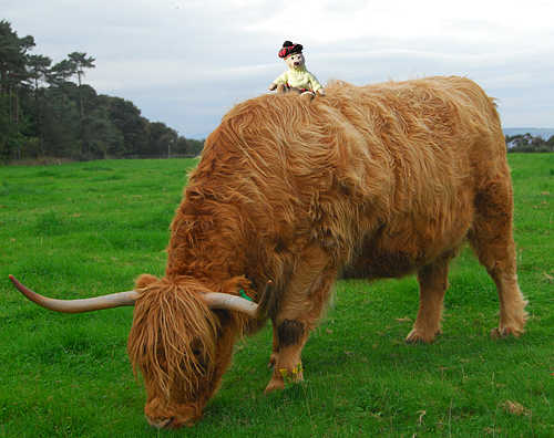 teddy bear cow