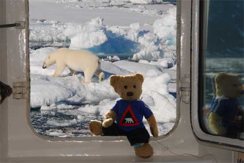Polarbear shows up in the boat cabin window